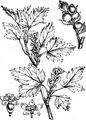 Mountain Currant - Ribes alpinum L.