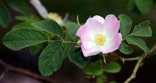 Soft Downy-Rose - Rosa mollis Sm.