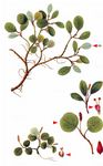Netz-Weide - Salix reticulata L. 