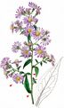 Narrow-Leaved Michaelmas-Daisy - Symphyotrichum lanceolatum (Willd.) G. L. Nesom