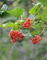 Gewöhnlicher Schneeball - Viburnum opulus L.