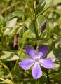 Großes Immergrün - Vinca major L.