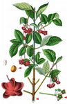 Breitblättriges Pfaffenhütchen - Euonymus latifolius (L.) Mill. 