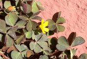 Procumbent Yellow-Sorrel - Oxalis corniculata L.
