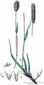 Alpine Cat's-Tail - Phleum alpinum L.