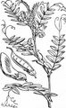 Bush Vetch - Vicia sepium L.