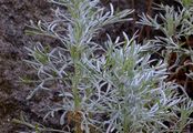 Austrian Mugwort - Artemisia austriaca Jacq.