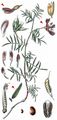 Sand Milk Vetch - Astragalus arenarius L.