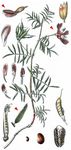 Sand-Tragant - Astragalus arenarius L. 