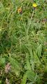 Fleabane Leaved Hakw's-Beard - Crepis conyzifolia (Gouan) A. Kern.