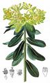 Cushion Spurge - Euphorbia epithymoides L.