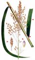 Reed Sweet-Grass - Glyceria maxima (Hartm.) Holmb.