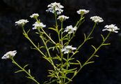 Annual Candytuft - Iberis linifolia L.