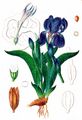 Nacktstängelige Schwertlilie - Iris aphylla L.