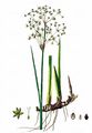 Blunt-Flowered Rush - Juncus subnodulosus Schrank