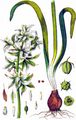 Nickender Milchstern - Ornithogalum nutans L.