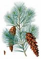 Weymouth Pine - Pinus strobus L.