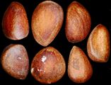 Samen von Pinus cembra (Zirbel-Kiefer) - ungeflügelte Samen