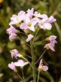 Wiesen-Schaumkraut - Cardamine pratensis L.