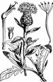 Common Knapweed - Centaurea nigra L.