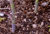 Turnip-Root Chervil - Chaerophyllum bulbosum L.