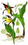 Gelber Frauenschuh - Cypripedium calceolus L. 