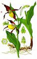 Lady's-Slipper - Cypripedium calceolus L.