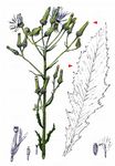 Habichts-Scheinkreuzkraut - Erechtites hieraciifolius (L.) DC. 