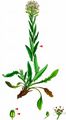 Smith's Pepperwort - Lepidium heterophyllum Benth.