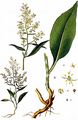 Dittander - Lepidium latifolium L.