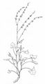 French Sorrel - Rumex scutatus L.