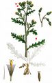 Groundsel - Senecio vulgaris L.