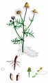 Scentless Mayweed - Tripleurospermum inodorum (L.) Sch. Bip.