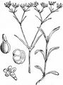 Broad-Fruited Cornsalad - Valerianella rimosa Bastard