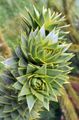 Araucaria araucana (Chilenische Araukarie) - Blätter