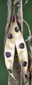 Laburnum anagyroides (Gewöhnlicher Goldregen) - Samen in geöffneter Frucht (Hülse)