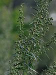 Estragon - Artemisia dracunculus L. 