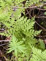 Sudeten Bladder Fern - Cystopteris sudetica A. Braun & Milde