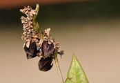 Buckwheat - Fagopyrum esculentum Moench