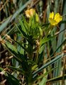 Kleinblütige Nachtkerze - Oenothera parviflora agg. 