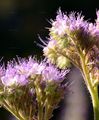 Rainfarn-Phazelie - Phacelia tanacetifolia Benth.