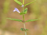 Sumpf-Helmkraut - Scutellaria galericulata L.