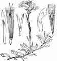 Mountain Everlasting - Antennaria dioica (L.) Gaertn.