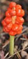 Lords-And-Ladies - Arum maculatum L.