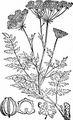 Gefleckter Schierling - Conium maculatum L.