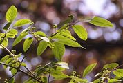 Rote Heckenkirsche - Lonicera xylosteum L.