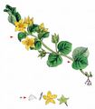 Creeping-Jenny - Lysimachia nummularia L.