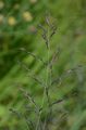 Purple Moor-Grass - Molinia arundinacea Schrank