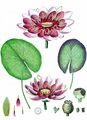 White Water-Lily - Nymphaea alba L.