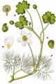 Pond Water-Crowfoot - Ranunculus peltatus Schrank